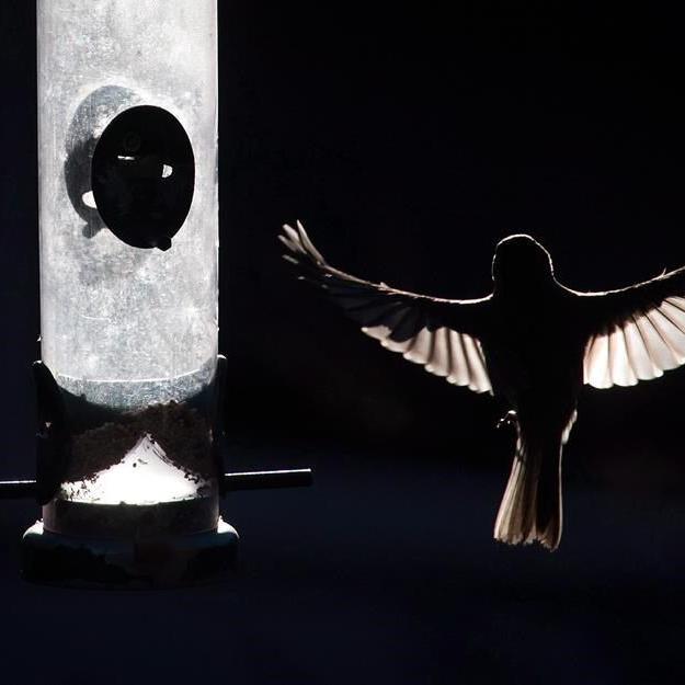 Atlantic Canada experts divided on backyard feeders as bird flu continues to spread